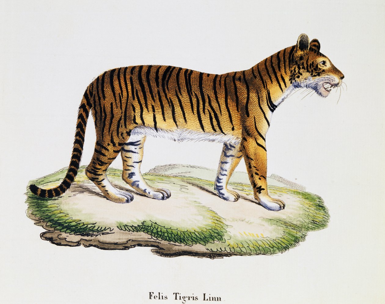 Tigre (Felis tigris), de Mamíferos ilustrados da Natureza com descrições, de Johann Christian Daniel von Schreber (1739-1810), gravura de IC Bock após desenho de A Fleischmann, volume 3, quadro 98 A, Alemanha de German School