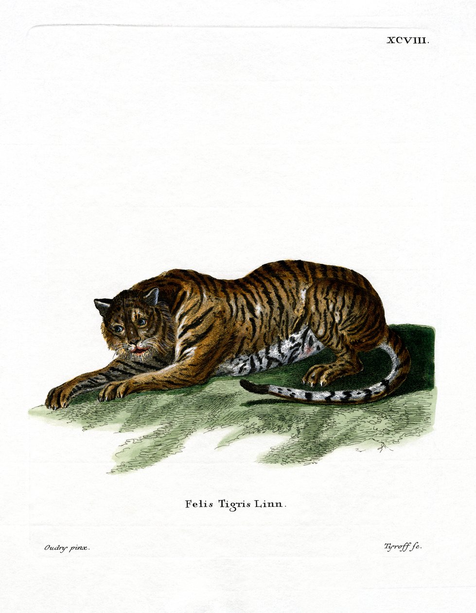 Tigre (gravura colorida) de German School