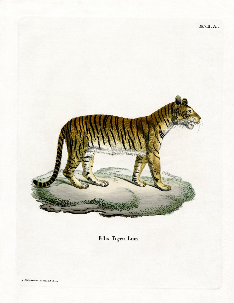 Tigre (gravura colorida) de German School