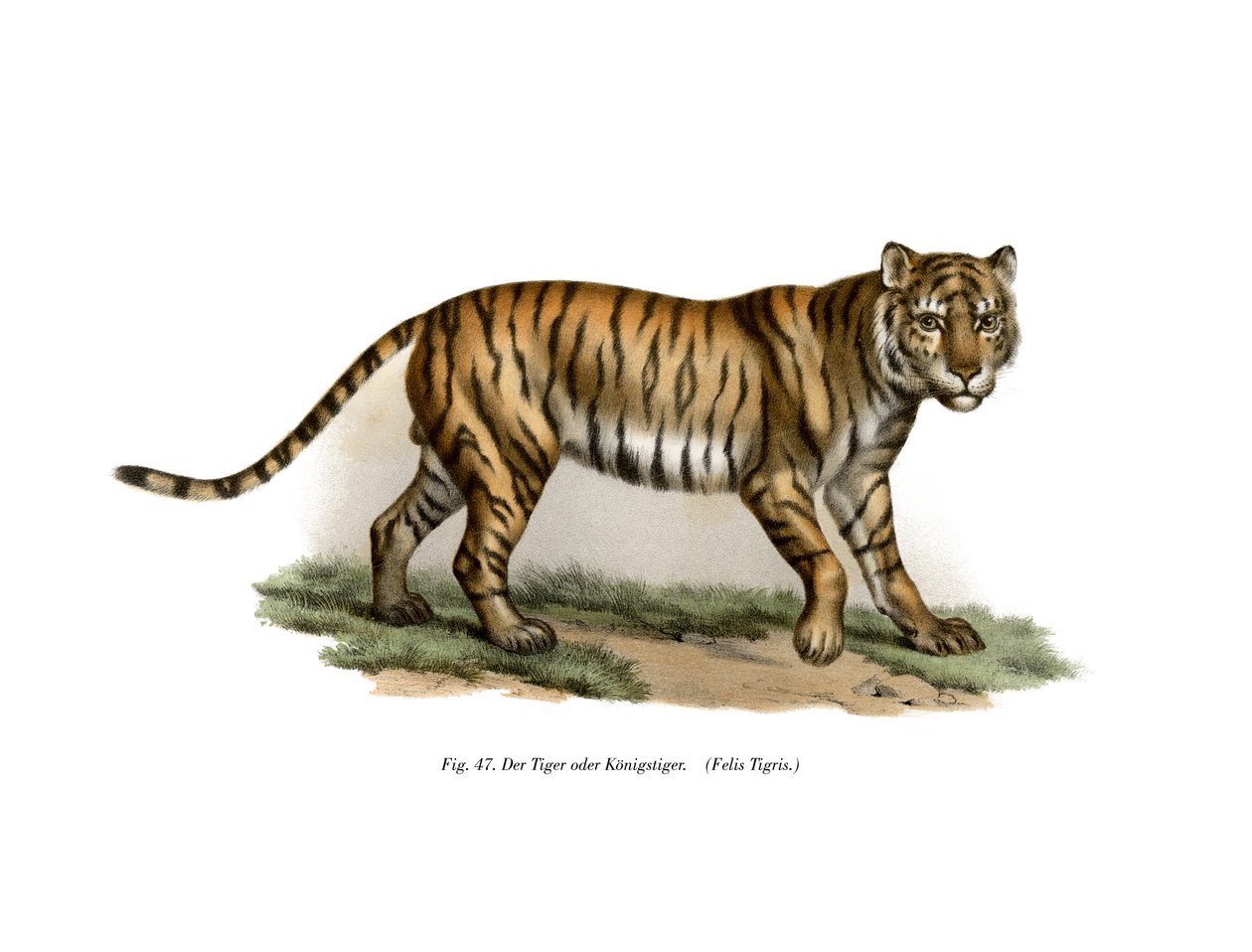 Tigre, 1860 de German School