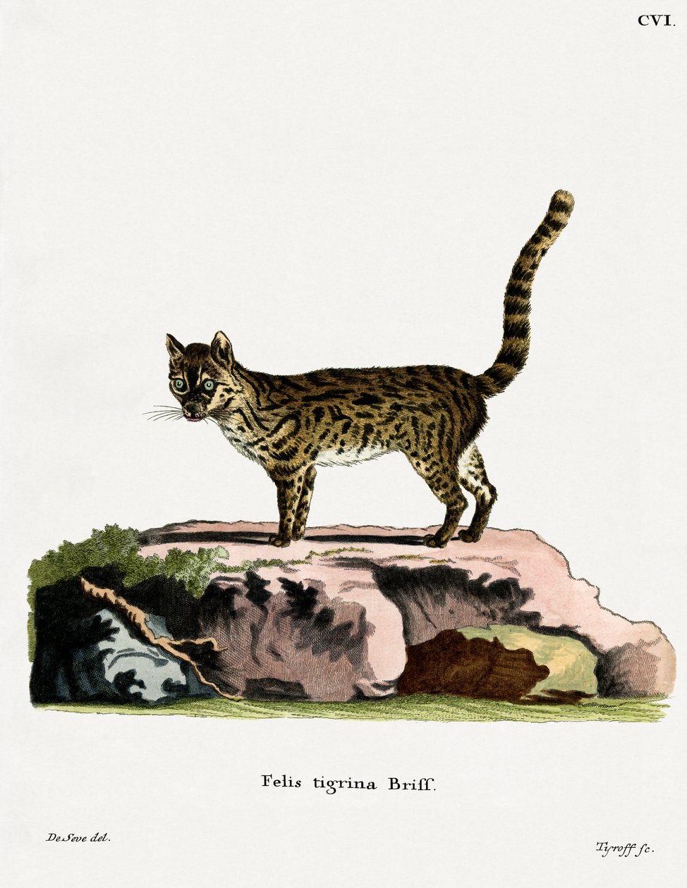 Tiger Cat (gravura colorida) de German School