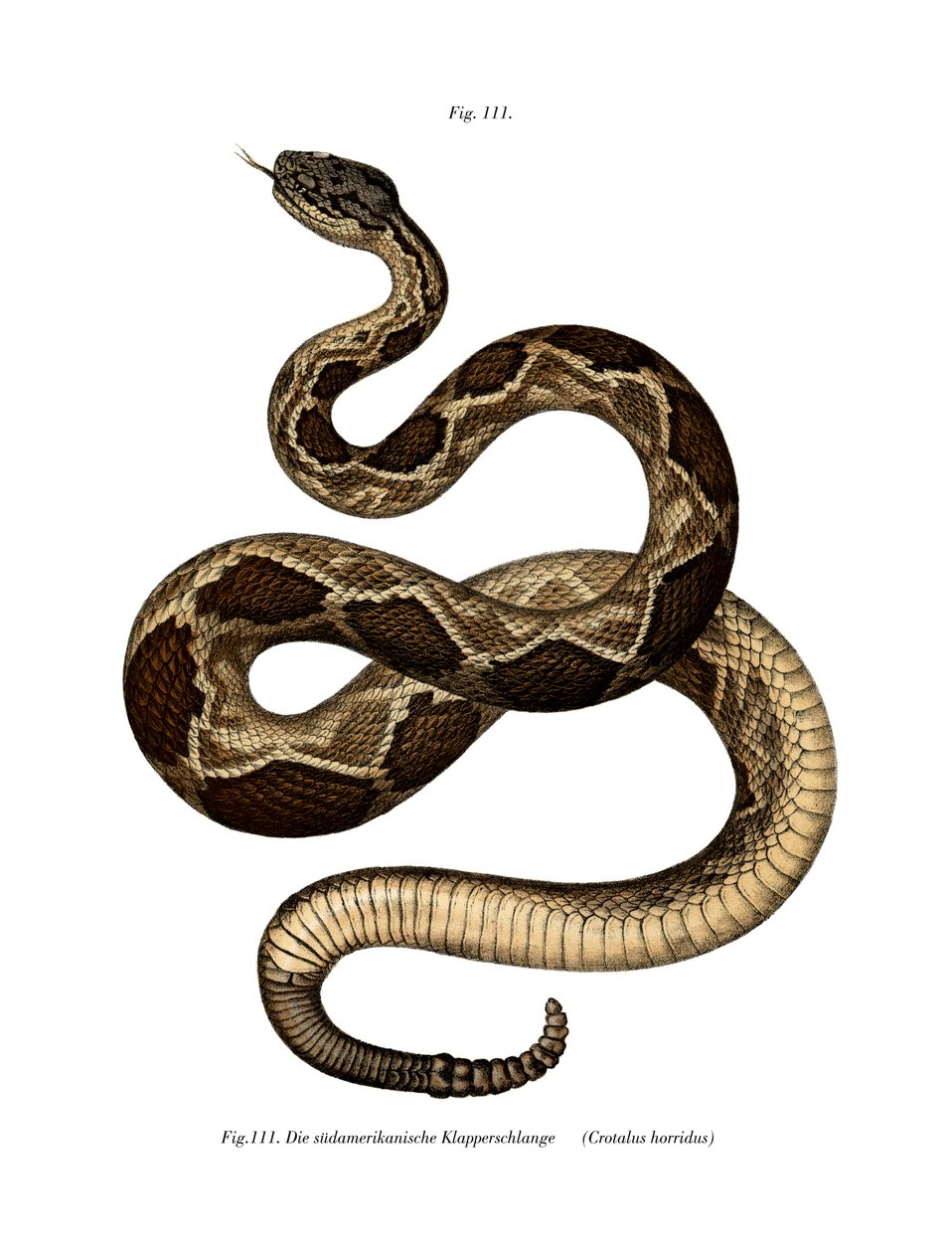 Cobra Cascavel de Madeira (cor litho) de German School