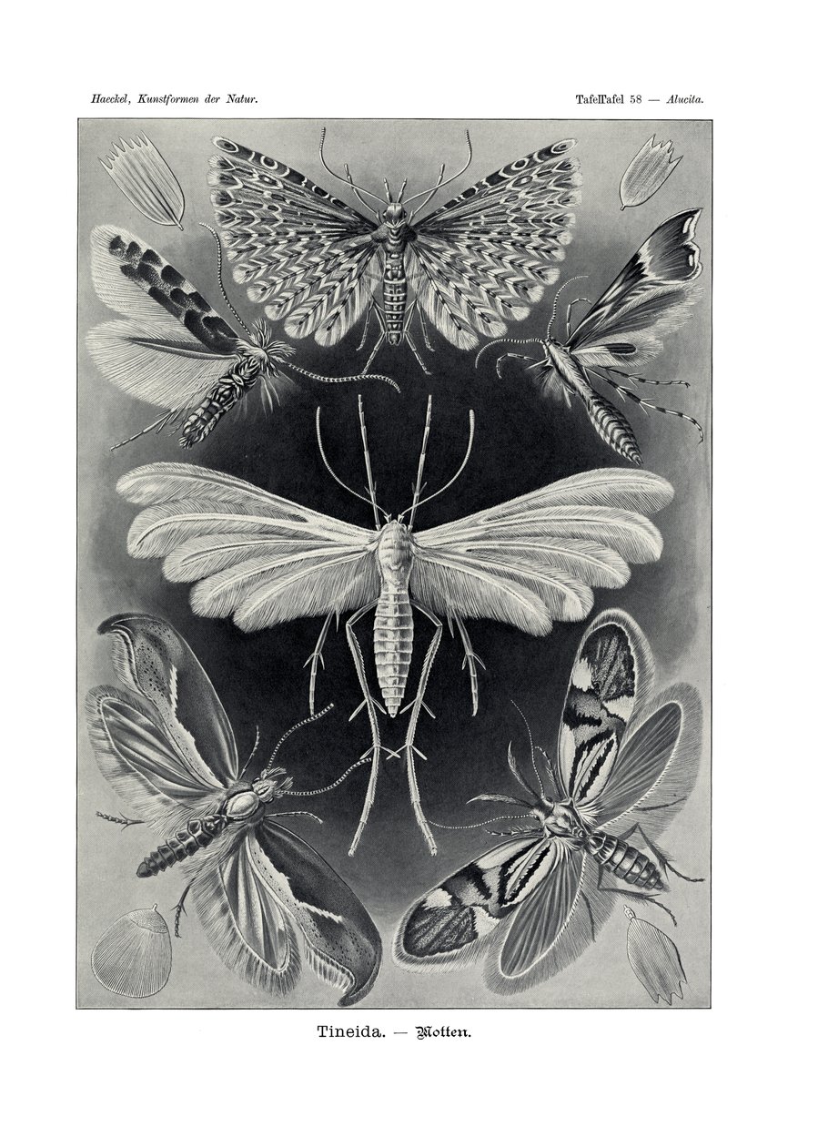 Tineida, 1899-1904 de German School