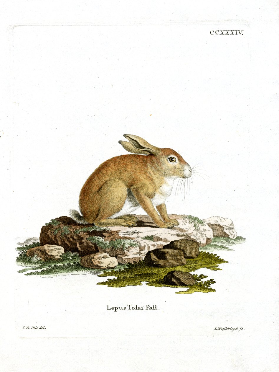 Tolai Hare (gravura colorida) de German School