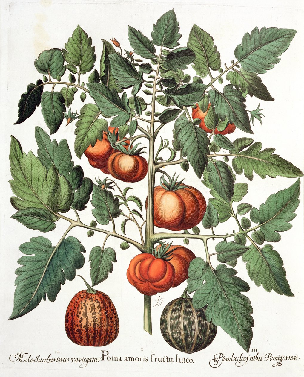 Tomates e melões, frutas 1.Poma amo amarelo; 2.Melo sacarina variegada; 3.Pseudocolocynthis pomiforme do Eystettensis por Basil Besler (1561-1629), pub. 1613 de German School