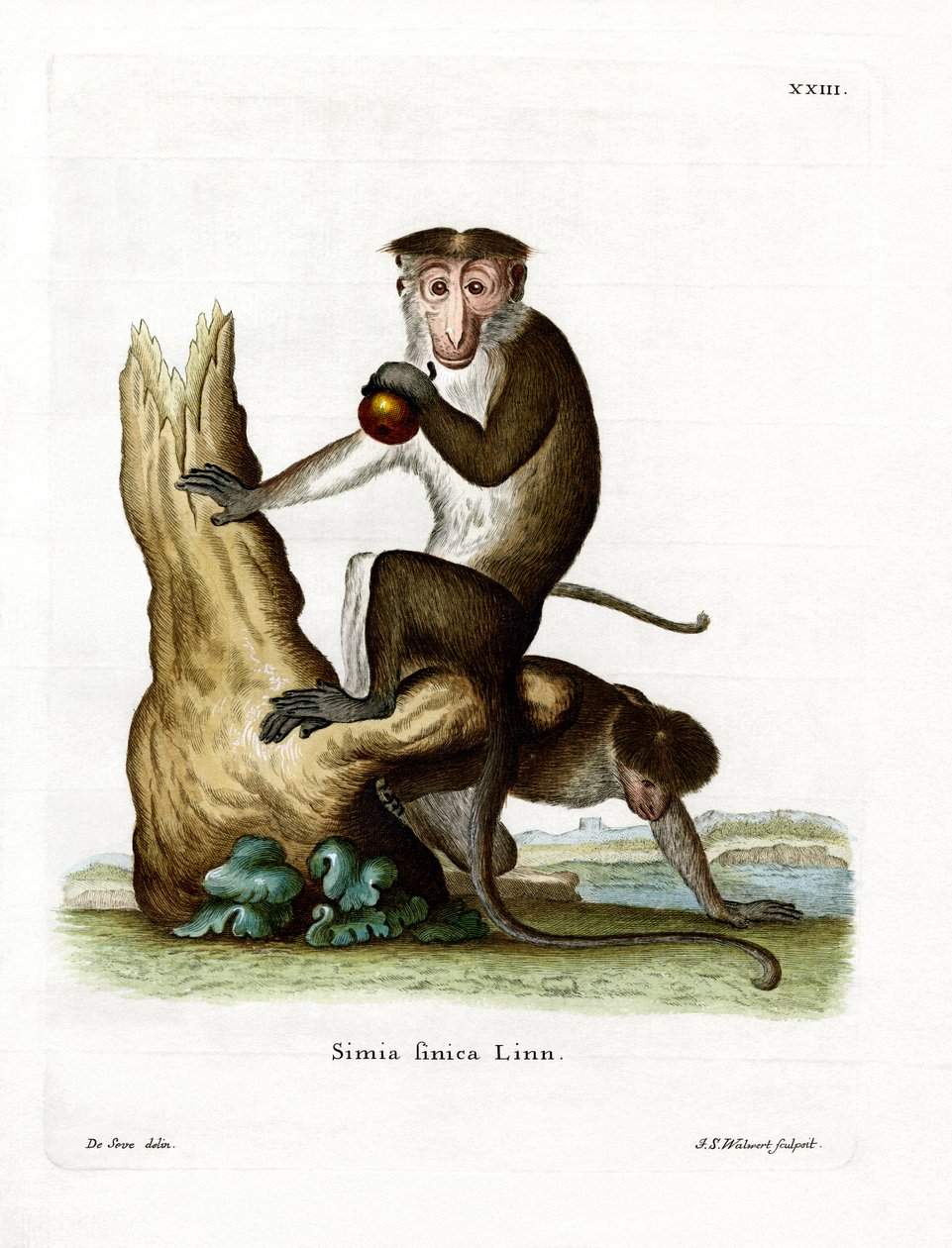Toque Macaque (gravação a cores) de German School