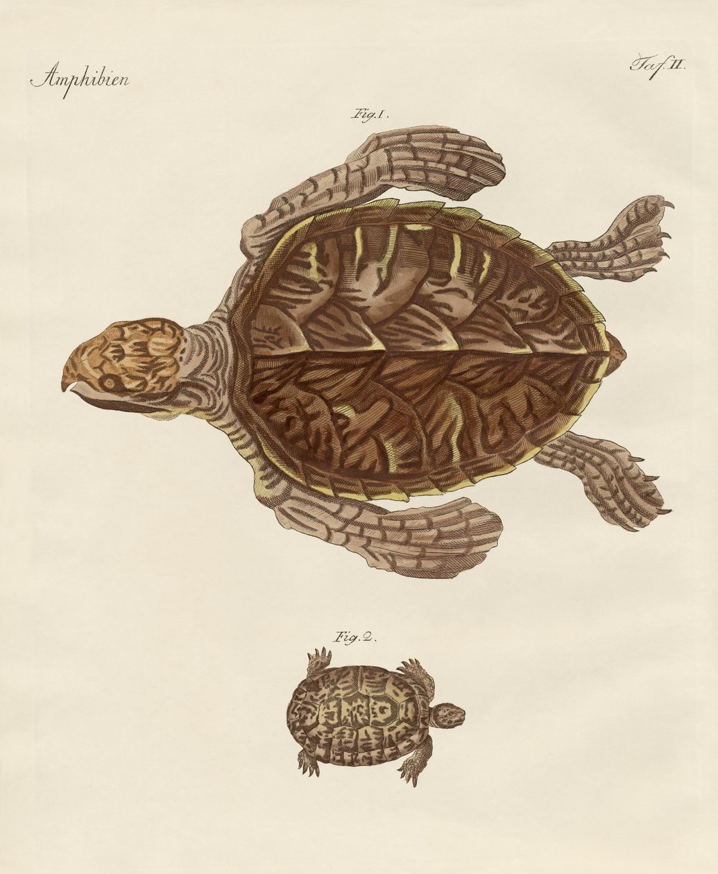 Tartarugas (gravura colorida) de German School