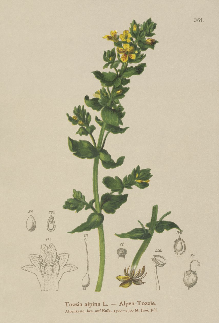 Tozzia (Tozzia alpina) de German School