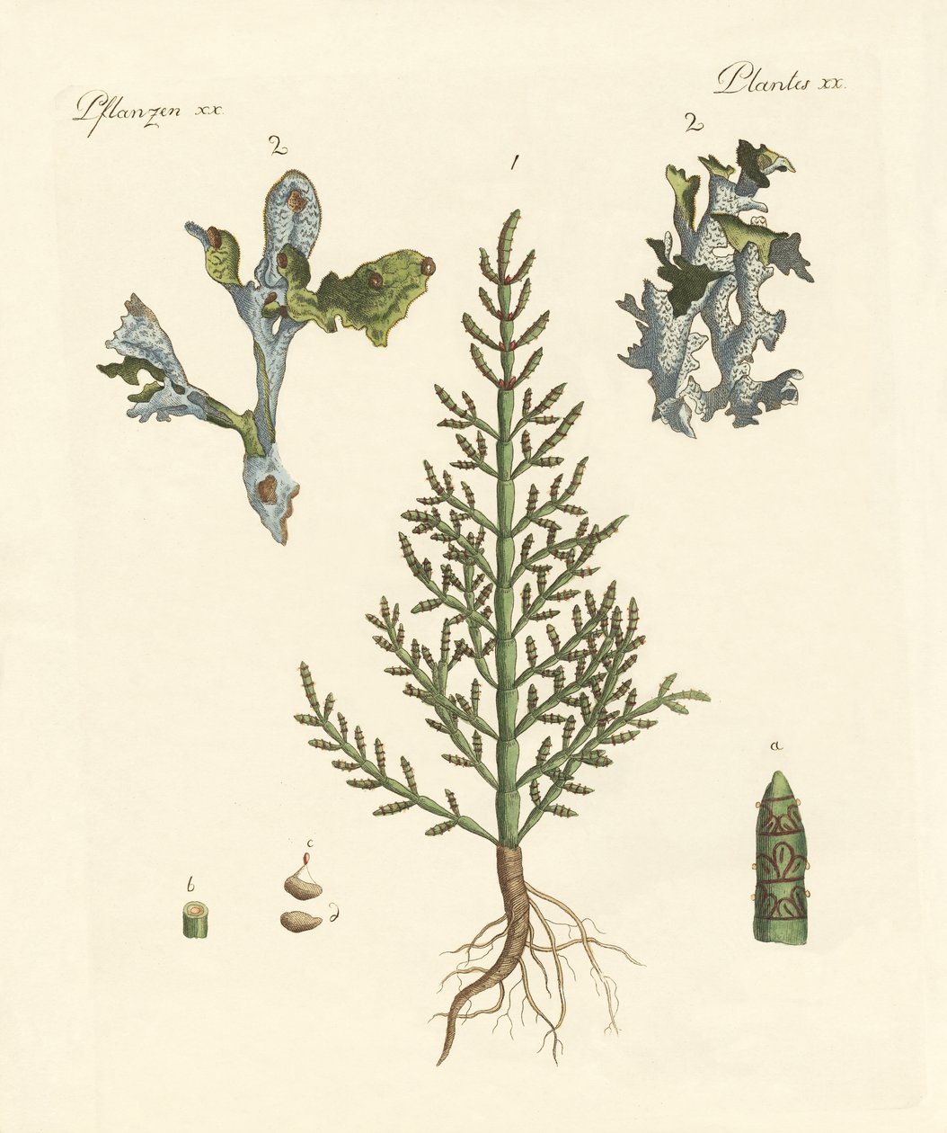 Plantas comerciais e medicinais de German School
