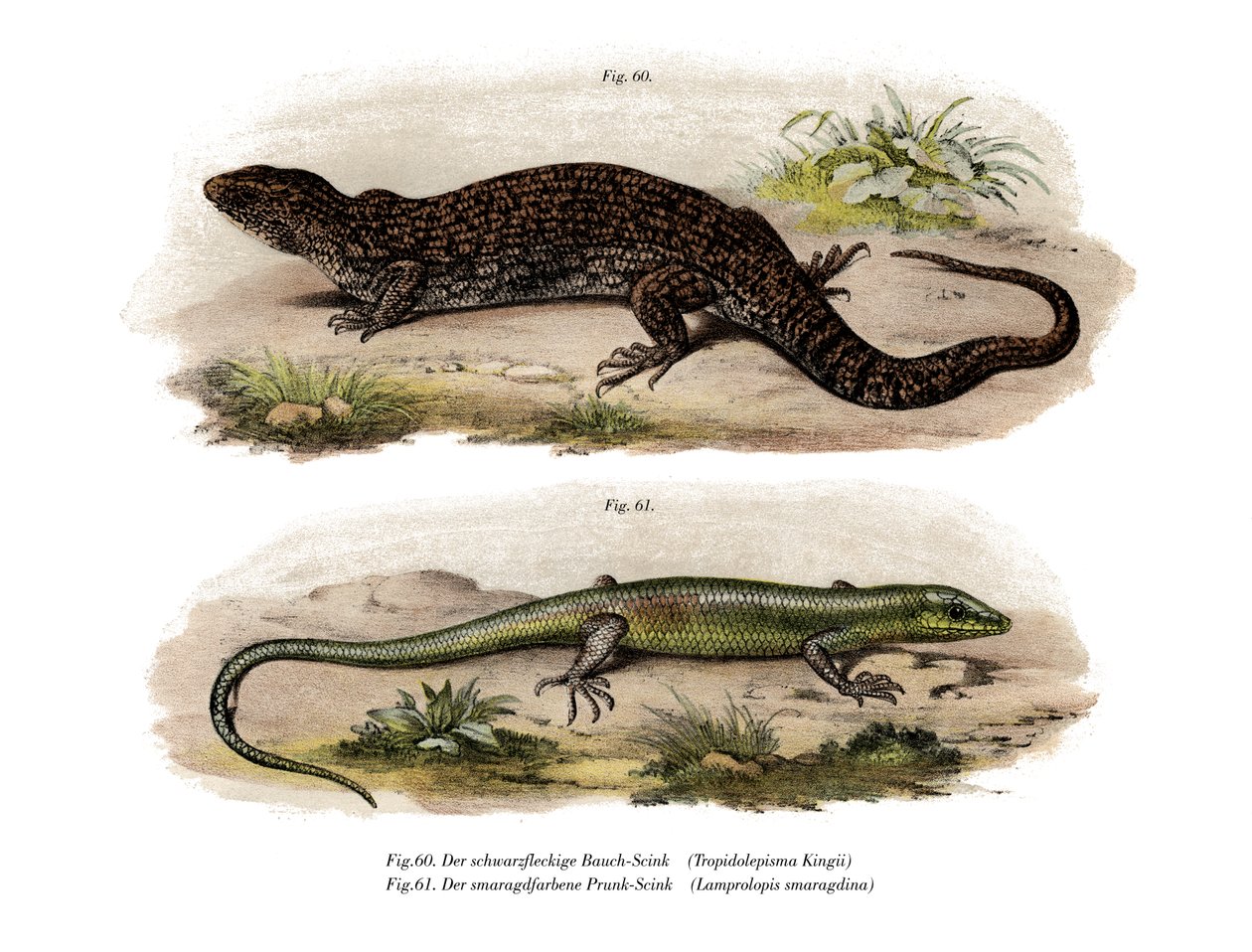 Tree Skink (cor litho) de German School