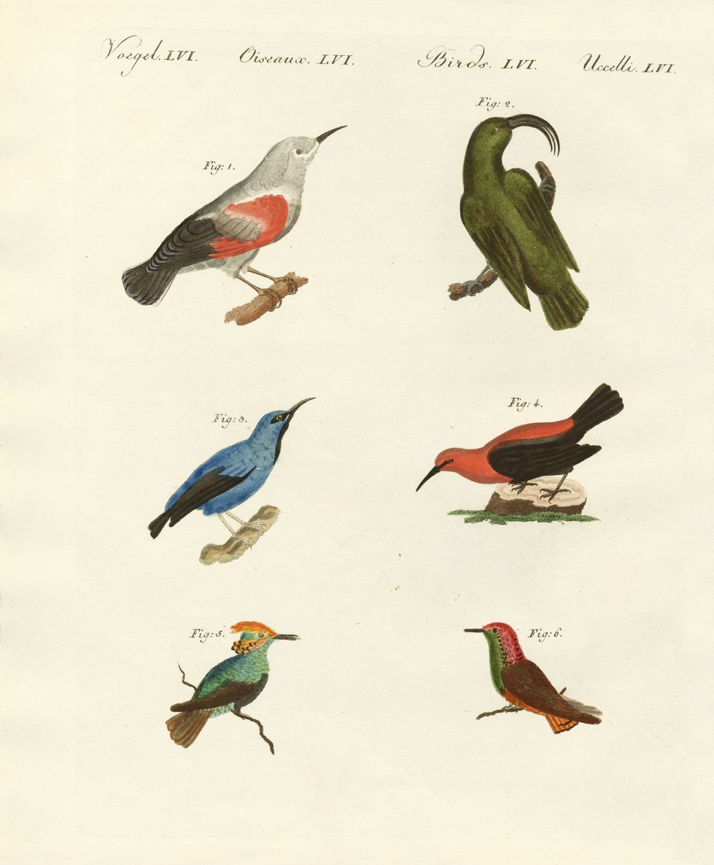 Treecreepers e beija-flores de German School