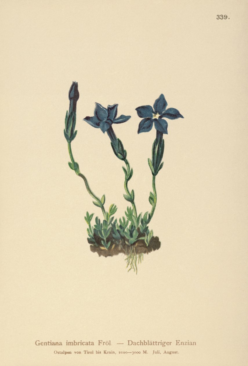 Triglav Genciana (Gentiana terglouensis, Gentiana imbricata) de German School