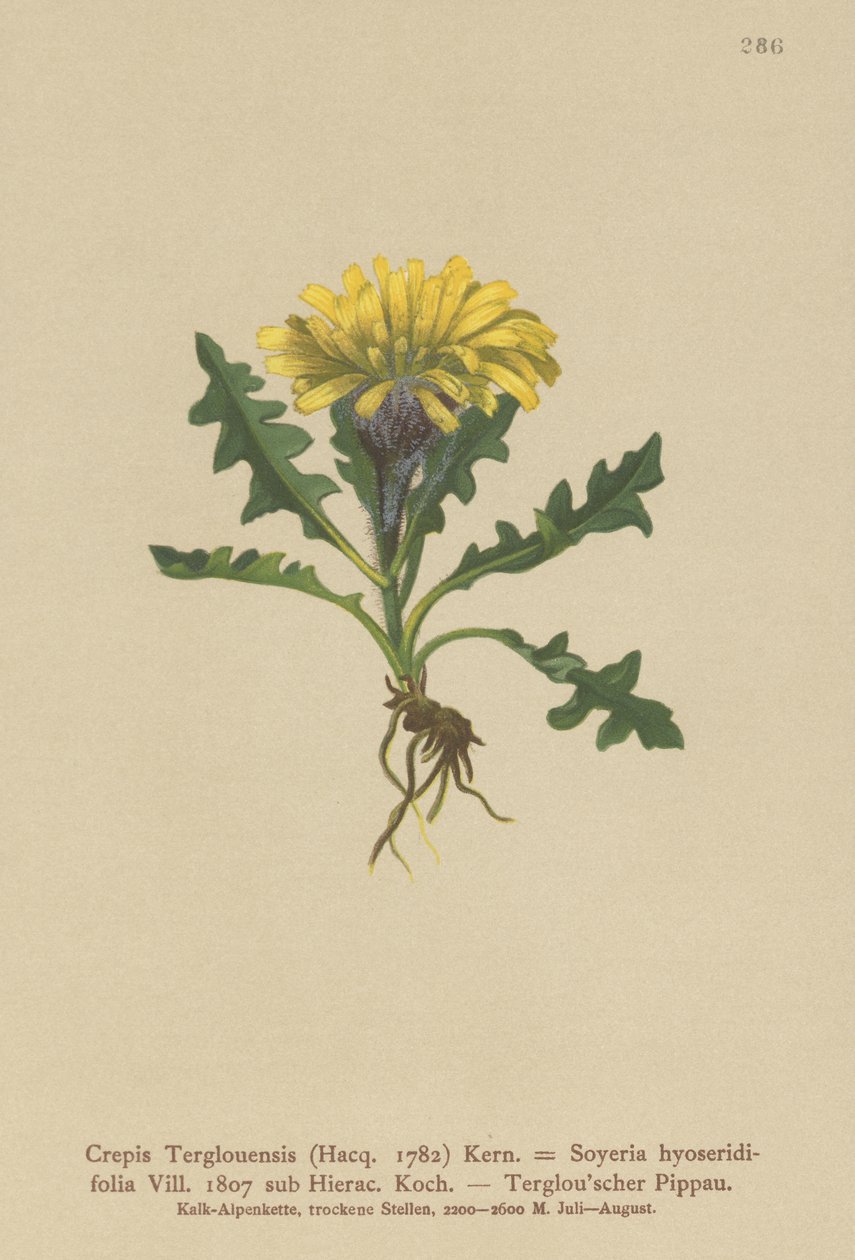 Triglav Hawksbeard (Crepis Terglouensis, Soyeria hyoseridifolia sub Hierac.) de German School