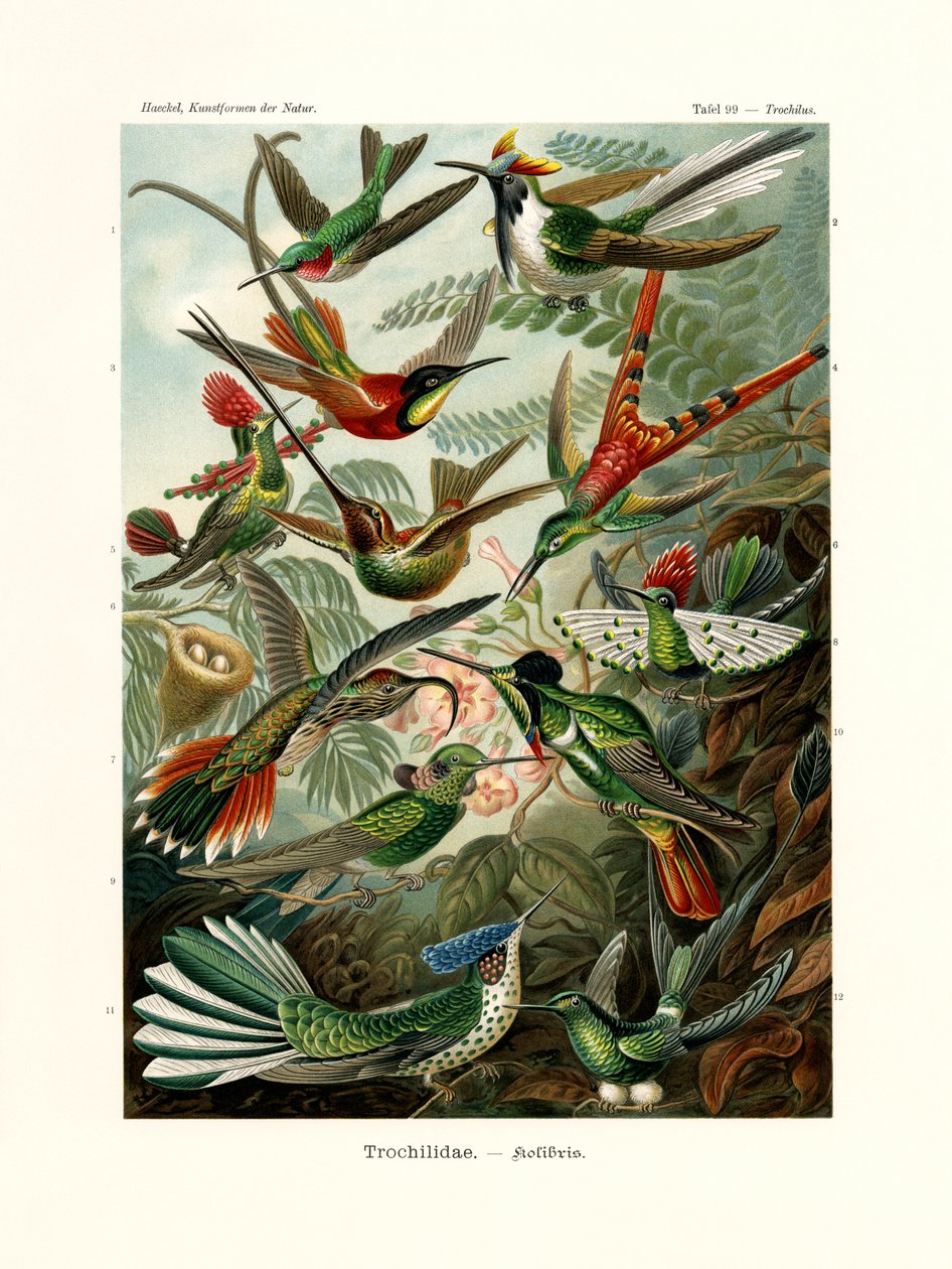 Trochilidae, 1899-1904 de German School