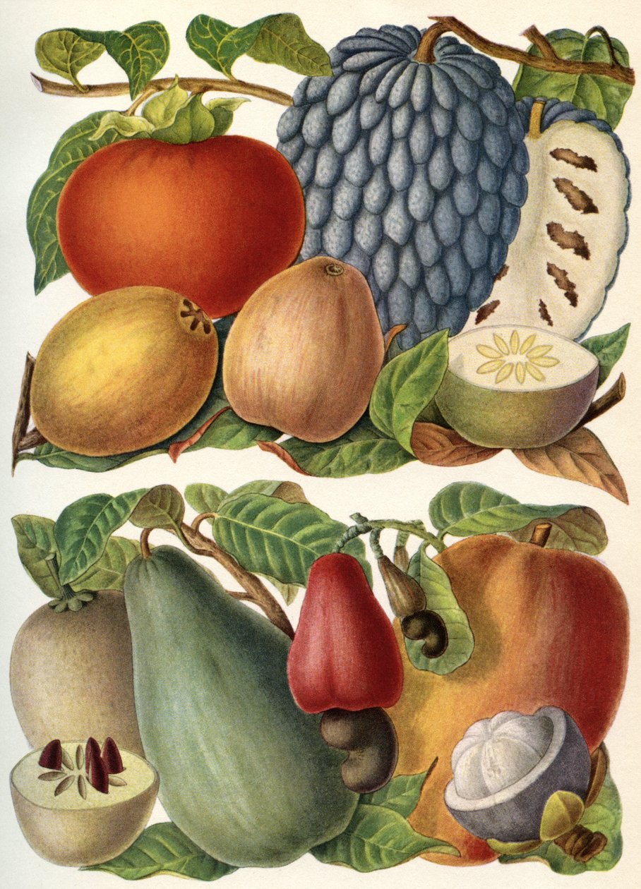 Frutos tropicais, de "Meyer