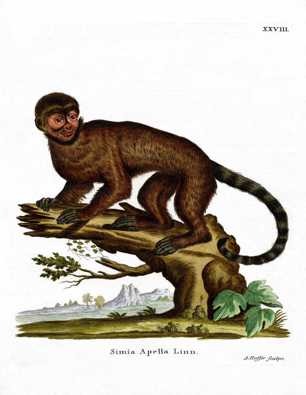 Capuchinho Tufado (gravura colorida) de German School