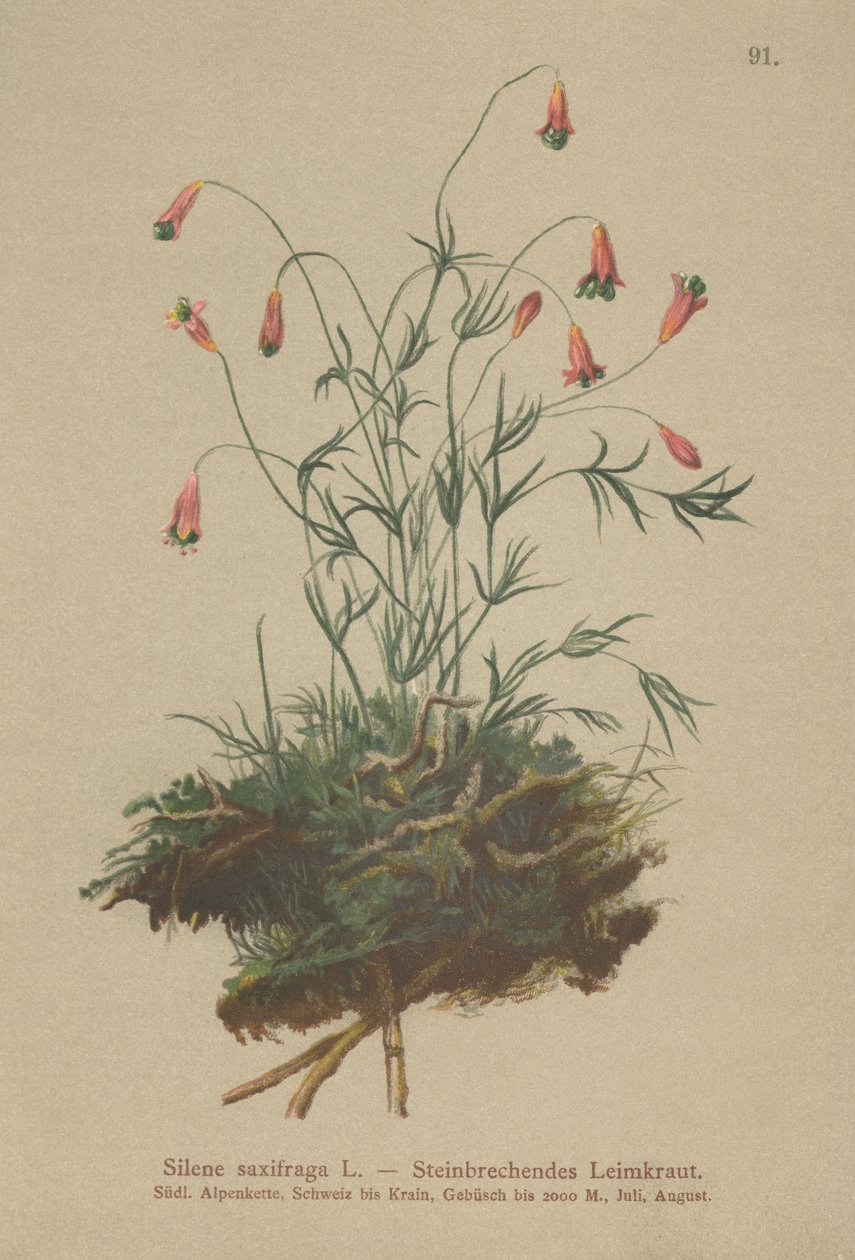 Catchfly adornado (Silene saxifraga) de German School