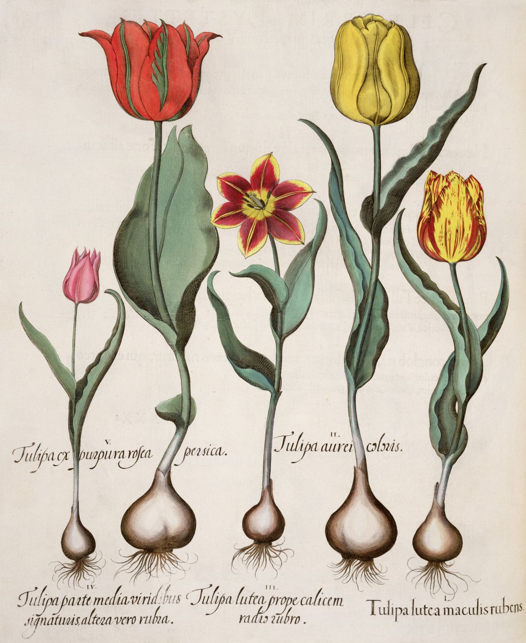 Tulipas: 1.Tulipa manchas amarelas e vermelhas; 2.Tulipa ouro; 3.Tulipa copo amarelo perto da raiz de vermelho; 4.Tulipa assinaturas a parte do meio do verde, e o outro com a vermelho; 5.Tulipa ex pêssegos rosa roxo de German School