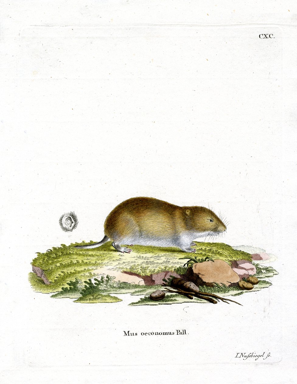 Tundra Vole (gravação a cores) de German School
