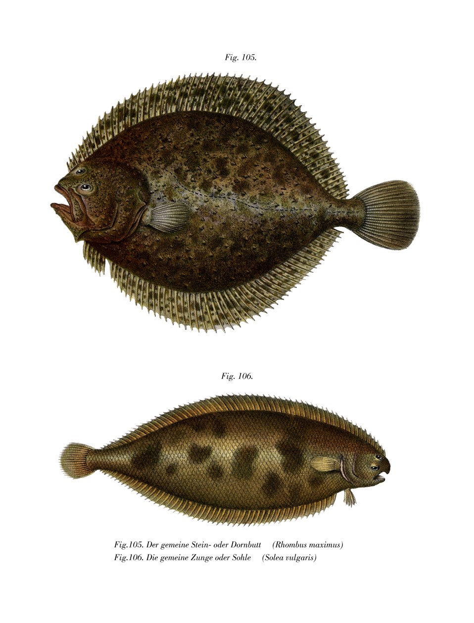 Turbot (cor litho) de German School