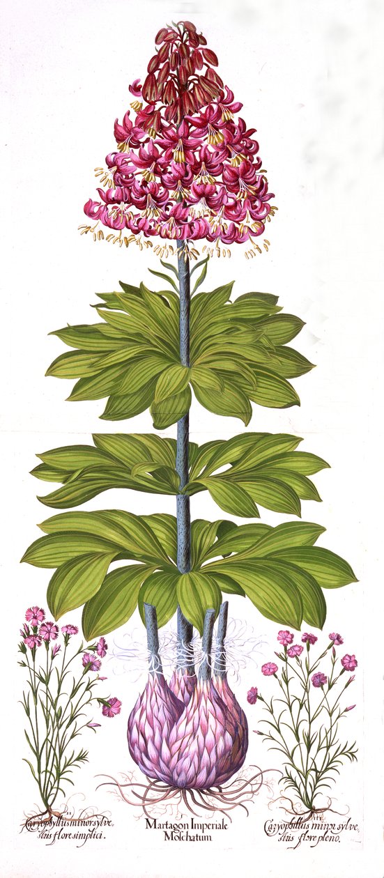 Turcos Cap Lily e Dianthus, de Hortus Eystettensis, de Basil Besler (1561-1629), pub. 1613 (gravura colorida à mão) de German School