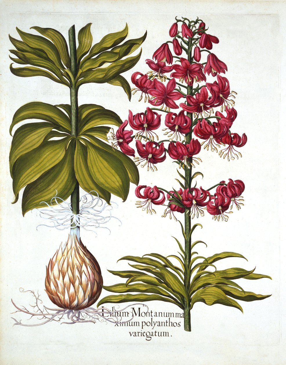 Turcos Cap Lily, de Hortus Eystettensis, de Basil Besler (1561-1629), pub. 1613 (gravura colorida à mão) de German School