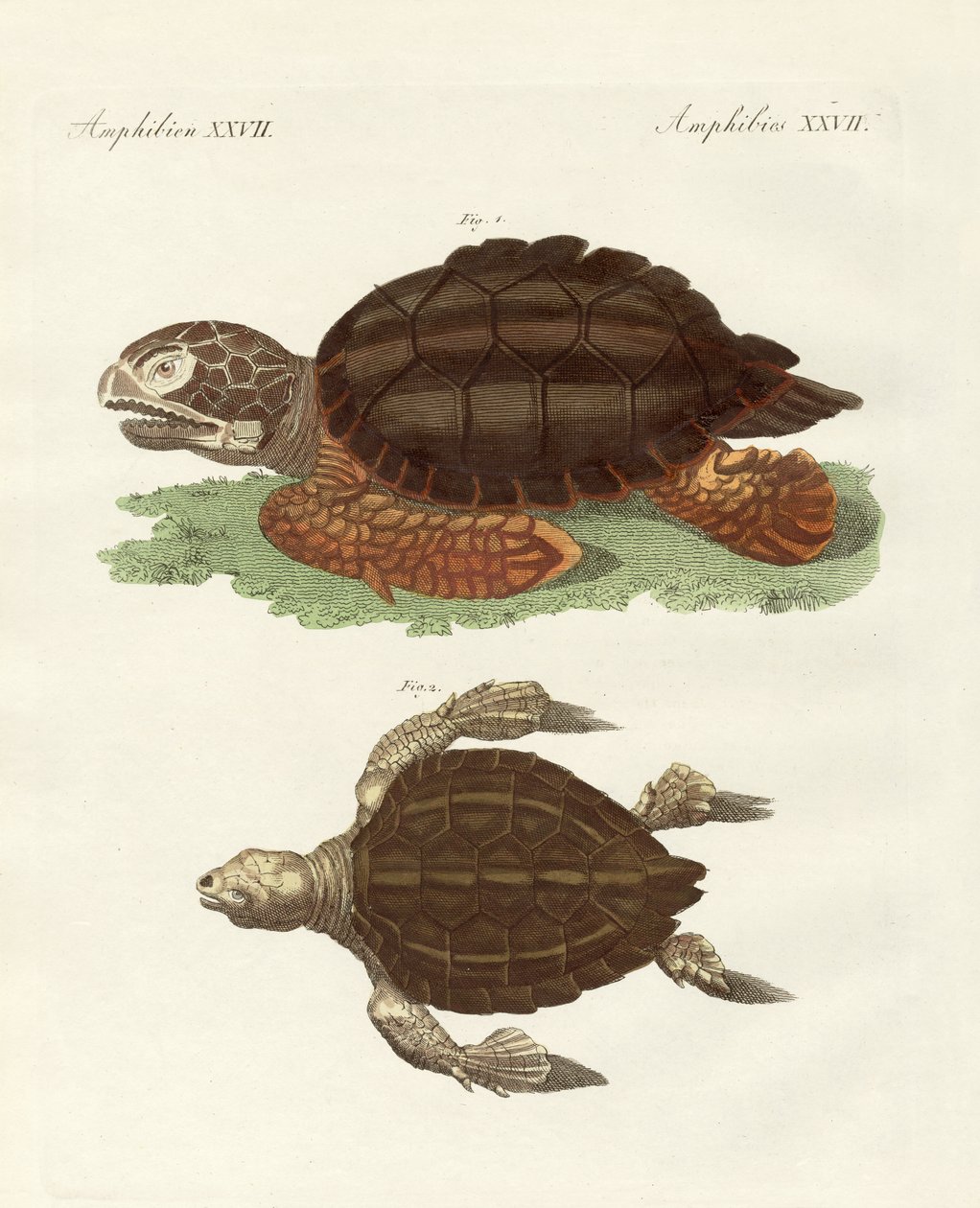 Tartarugas de tamanho fenomenal (gravura colorida) de German School