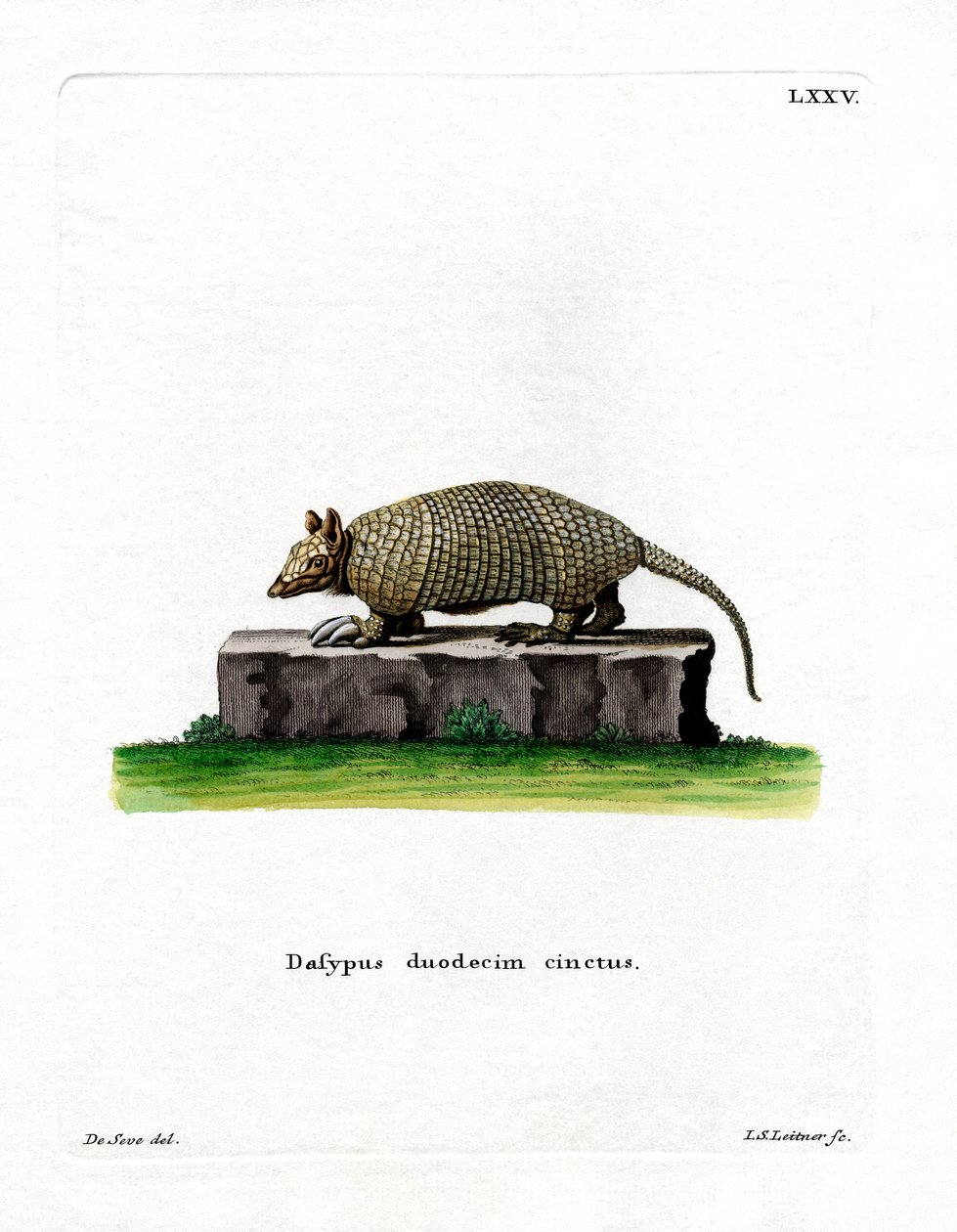 Armadillo de doze bandas (gravação a cores) de German School
