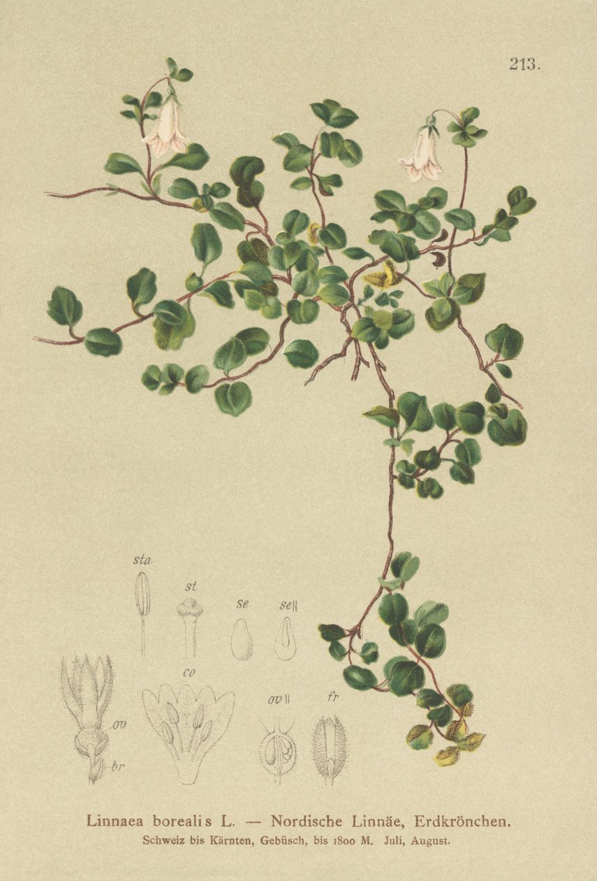 Twinflower (Linnaea borealis) de German School