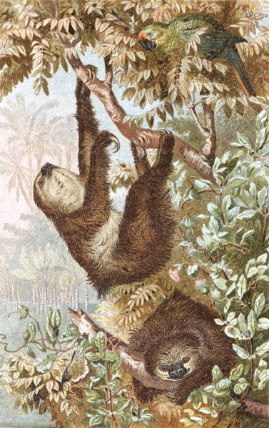 Preguiça de dois pés, prato de "Brehms Tierleben": Allgemeine Kunde des Tierreichs", vol.2, p.646, publicado pelo Bibliographisches Institut de German School