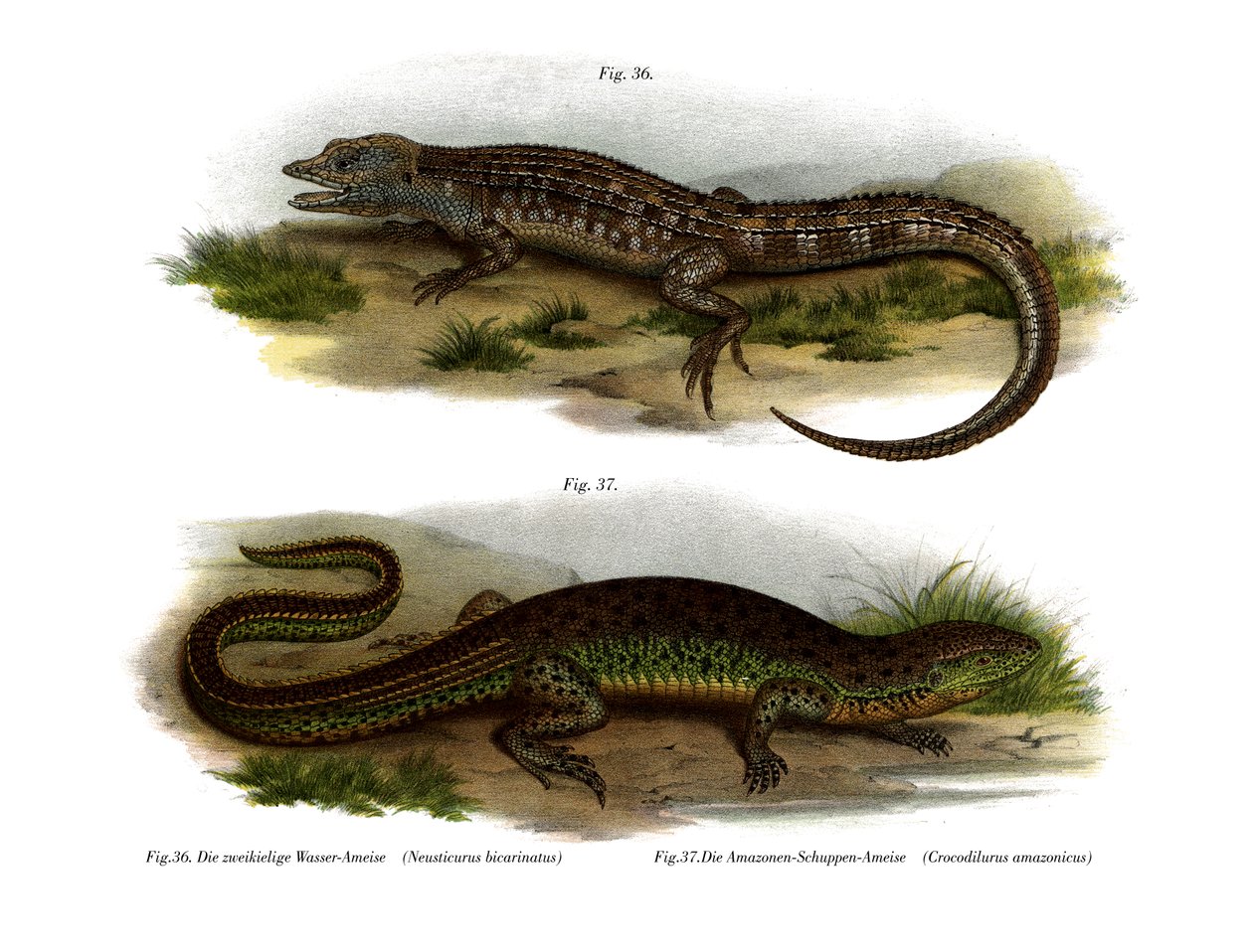 Neusticurus de duas faces (cor litho) de German School