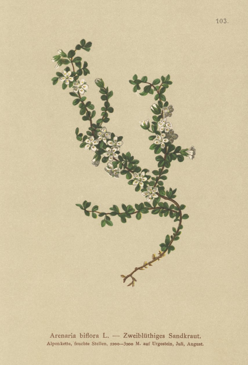Sandwort de duas flores (Arenaria biflora) de German School
