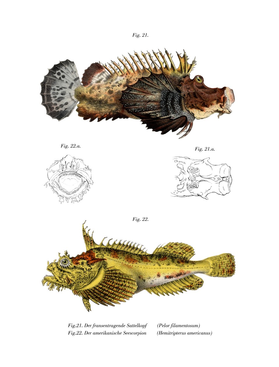 Stingfish de duas vara (cor litho) de German School