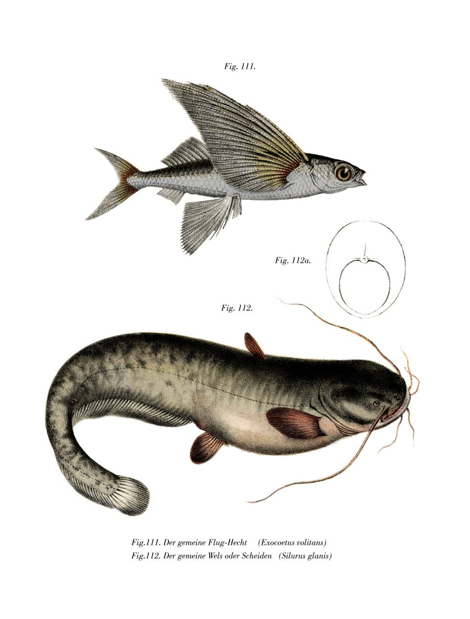Flyingfish de duas asas (cor litho) de German School