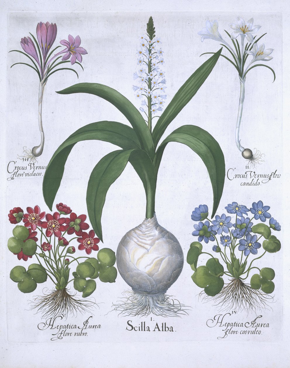 Dois Crocuses, dois Hepatica e um Scilla, de Hortus Eystettensis, por Basil Besler (1561-1629) pub. 1613 (gravura colorida à mão) de German School