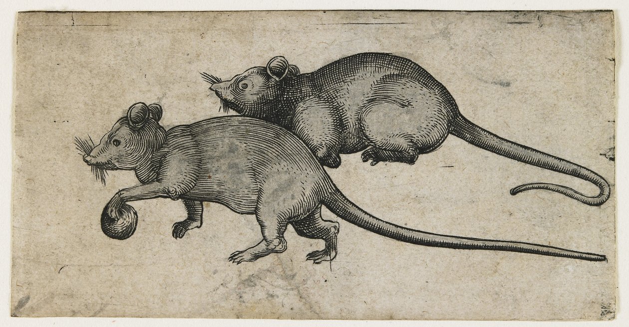 Dois ratos, 1450-80 (gravação com tinta a jato) de German School