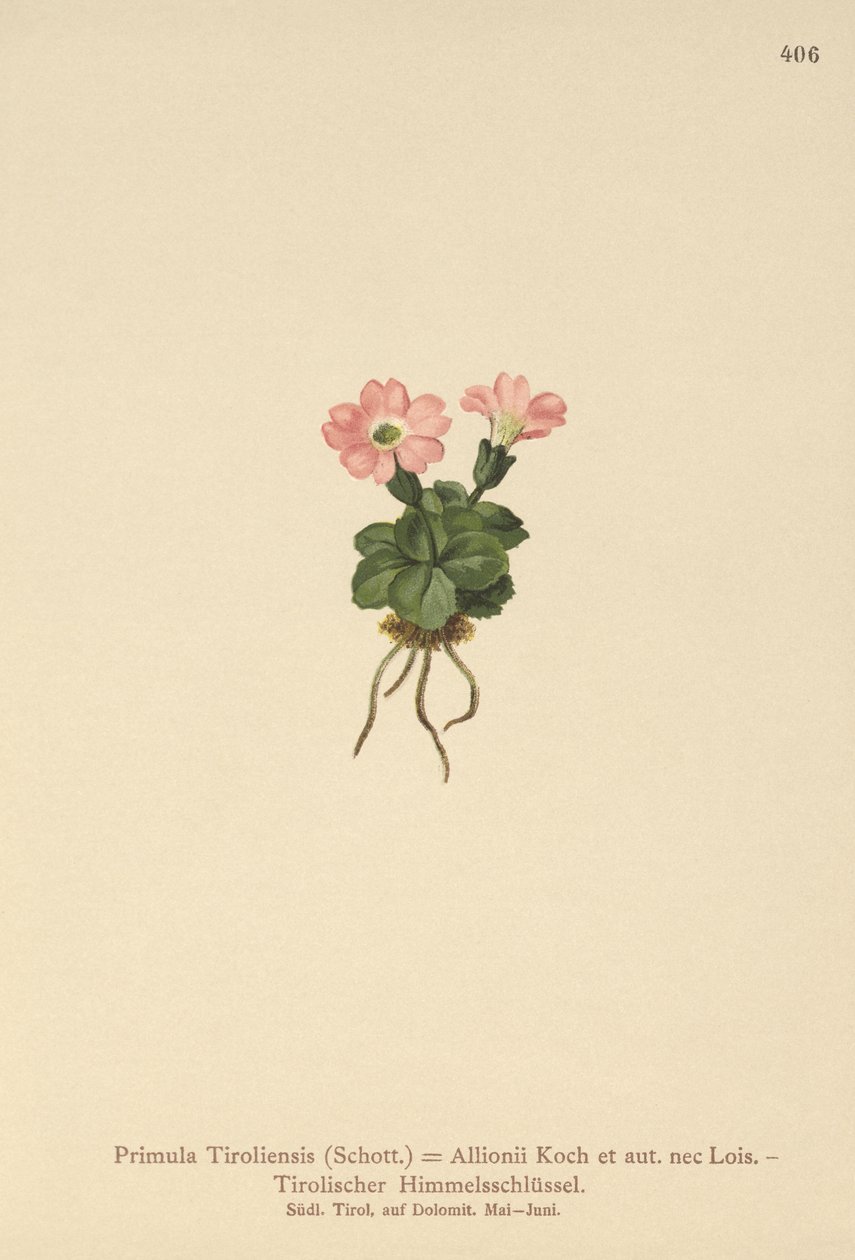 Prímula tirolesa (Primula tyrolensis, Primula Tirolensis, Primula Allionii) de German School