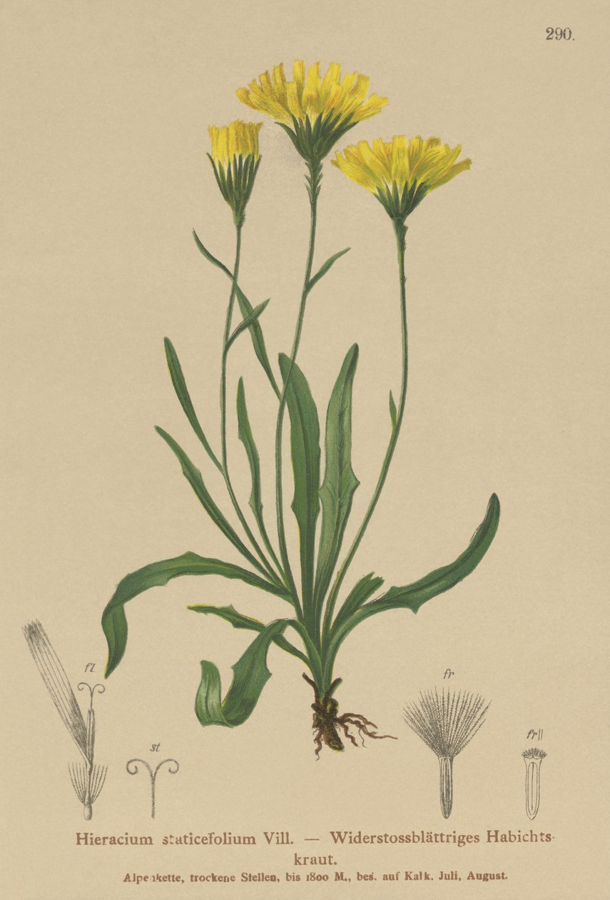 Milkwort de guarda-chuva (Staticefolium do Hieracium, staticifolium do Hieracium, staticifolia de Tolpis, Chlorocrepis staticifolium, Chlorocrepis staticifolia) de German School