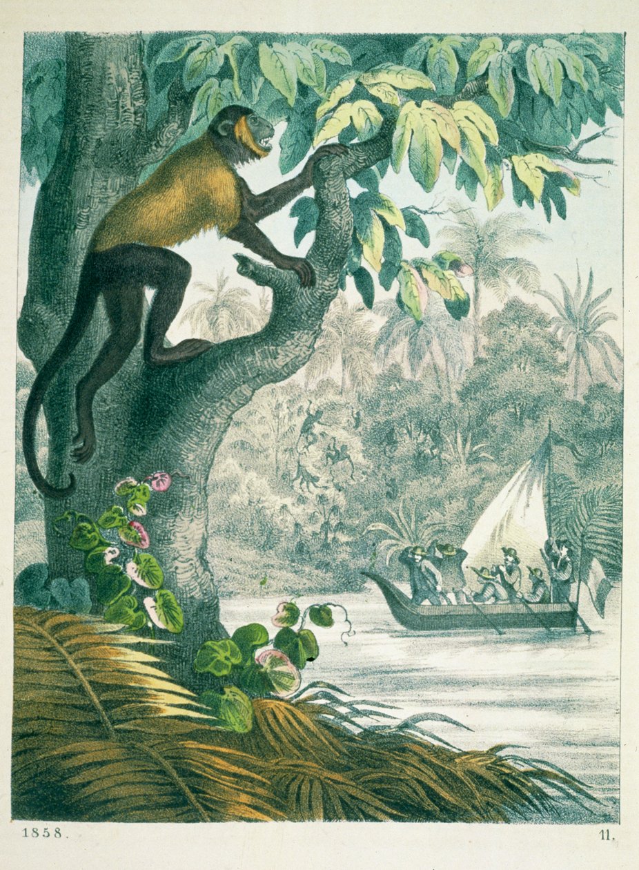 Alto curso da Amazônia, do livro do mundo, publicado em 1858 de German School