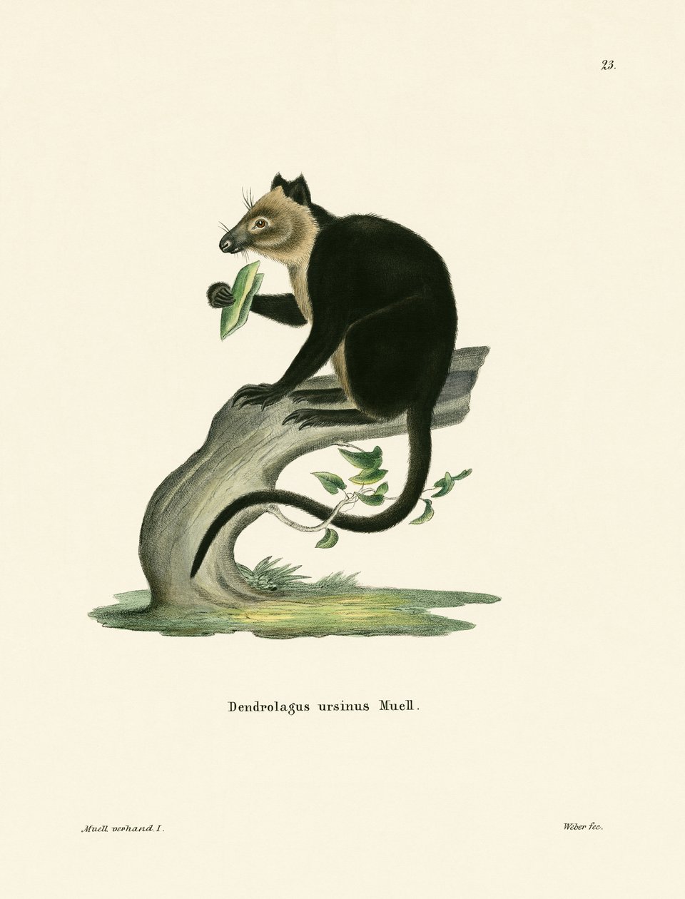 Canguru da árvore de Ursine de German School
