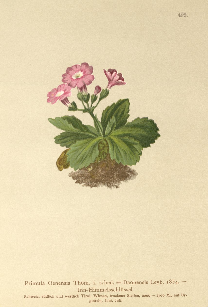 Val-Daone Primrose (Primula Oenensis, Primula Daonensis) de German School