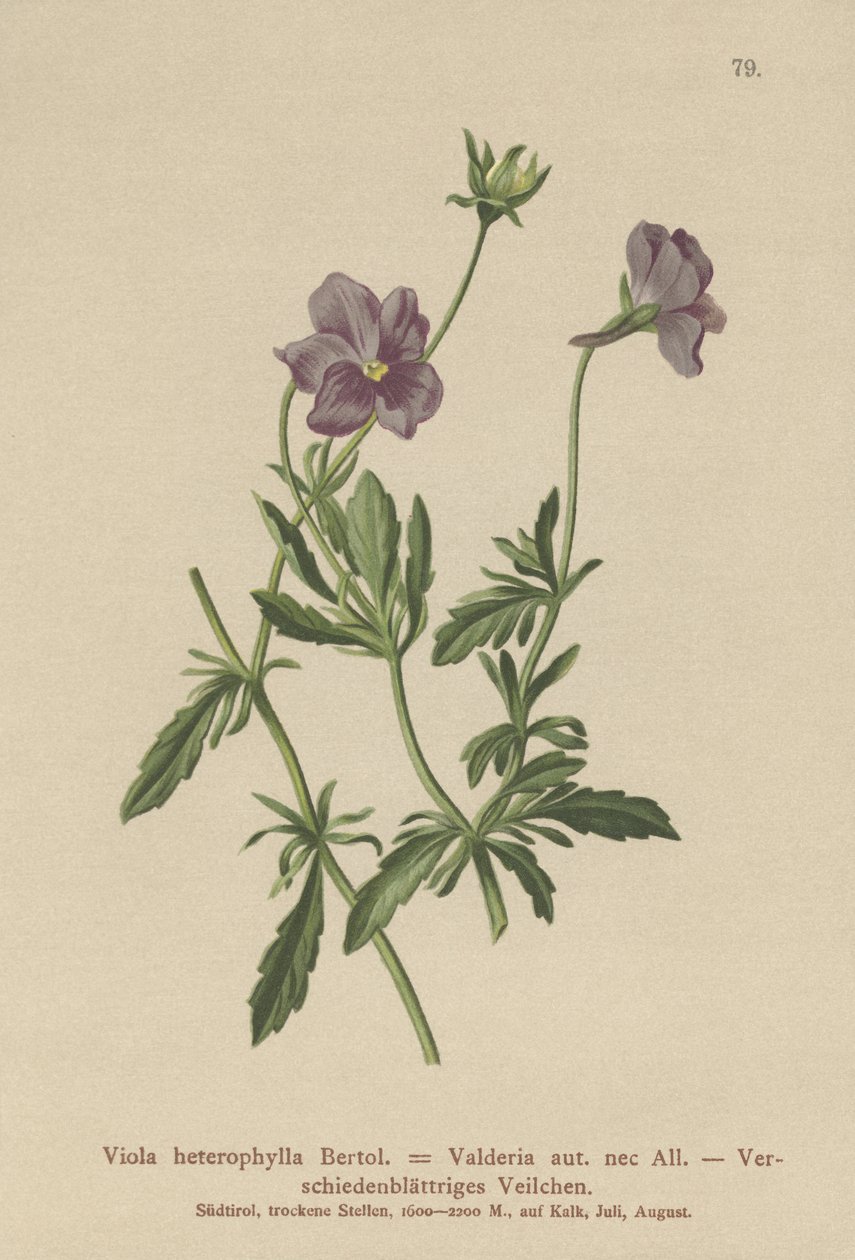 Valderia Violeta (Viola heterophylla, Viola Valderia) de German School