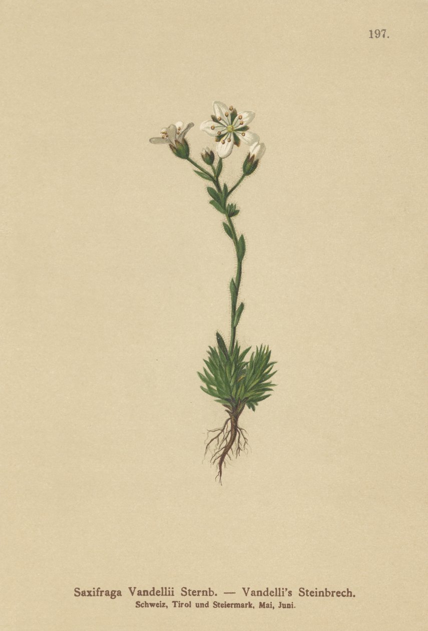 Saxofrage de Vandellis (Saxifraga Vandellii) de German School