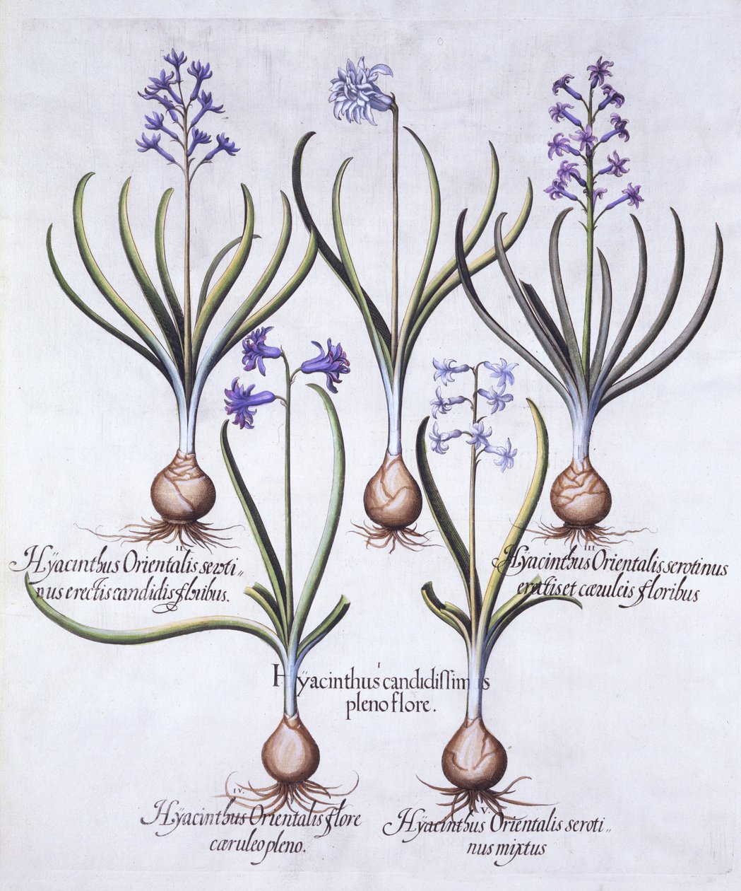 Variedades de Jacinto com Bulbo, de Hortus Eystettensis, de Basil Besler (1561-1629), pub. 1613 (gravura colorida à mão) de German School