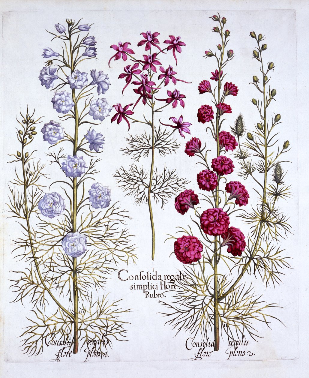 Variedades de Larkspur, de Hortus Eystettensis, de Basil Besler (1561-1629), pub. 1613 (gravura colorida à mão) de German School