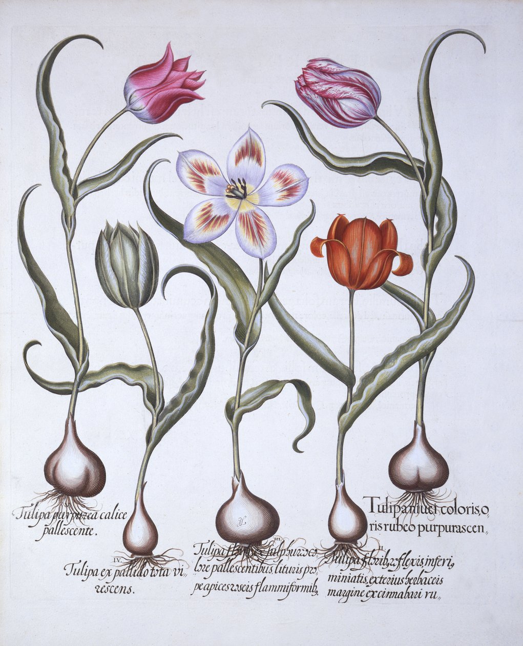 Variedades de Tulipa, de Hortus Eystettensis, de Basil Besler (1561-1629), pub. 1613 (gravura colorida à mão) de German School