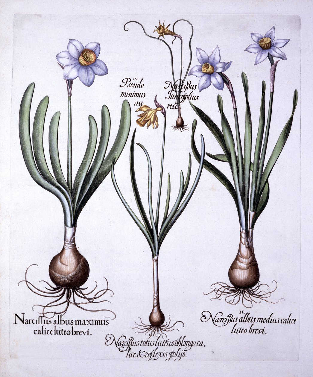 Vários Narcissi, de Hortus Eystettensis, de Basil Besler (1561-1629), pub. 1613 (gravura colorida à mão) de German School