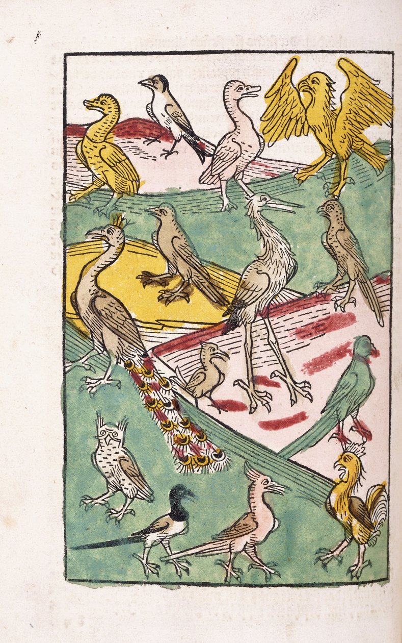 Várias espécies de pássaros em uma paisagem, 1499 de German School