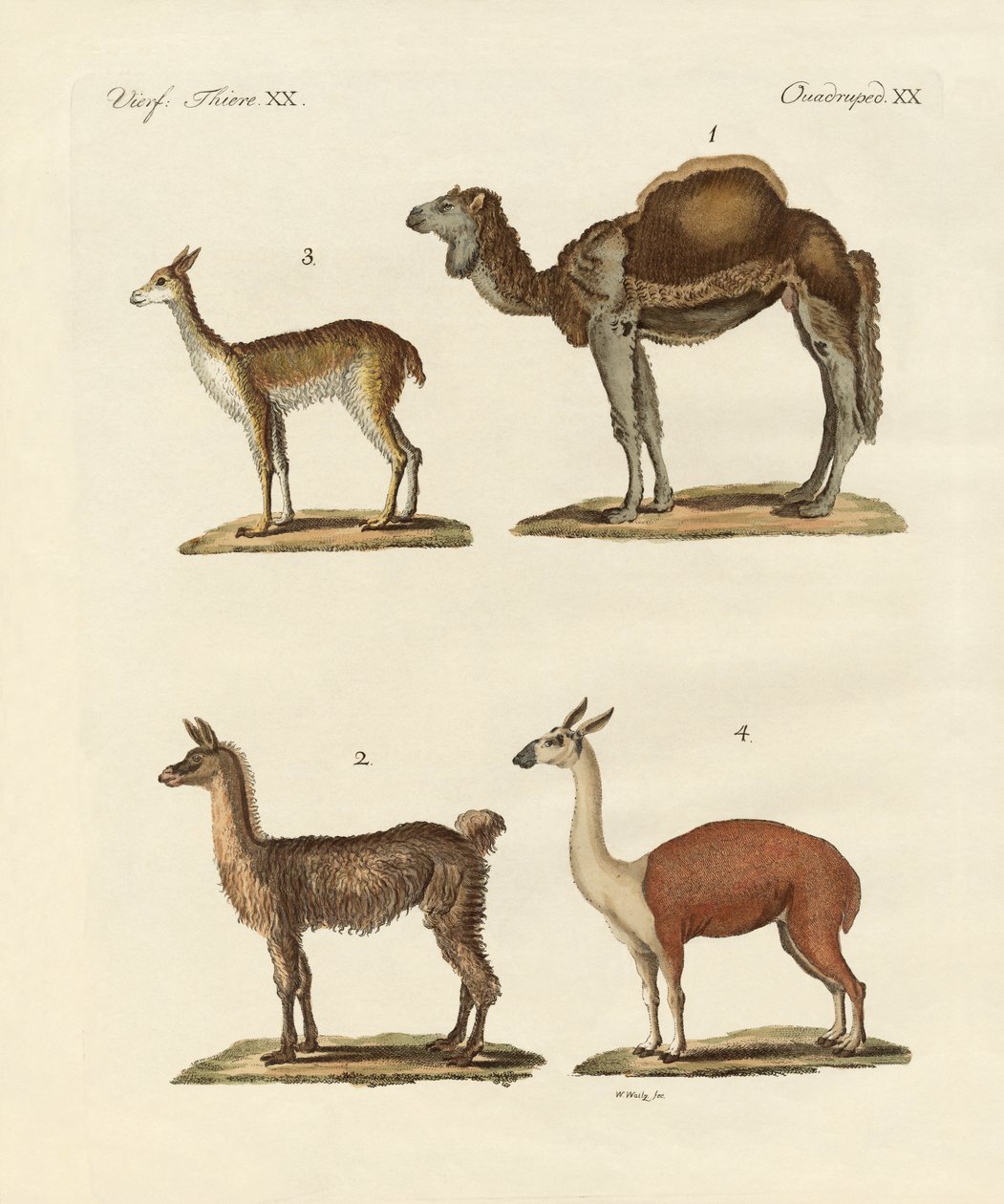 Vários camelos de German School