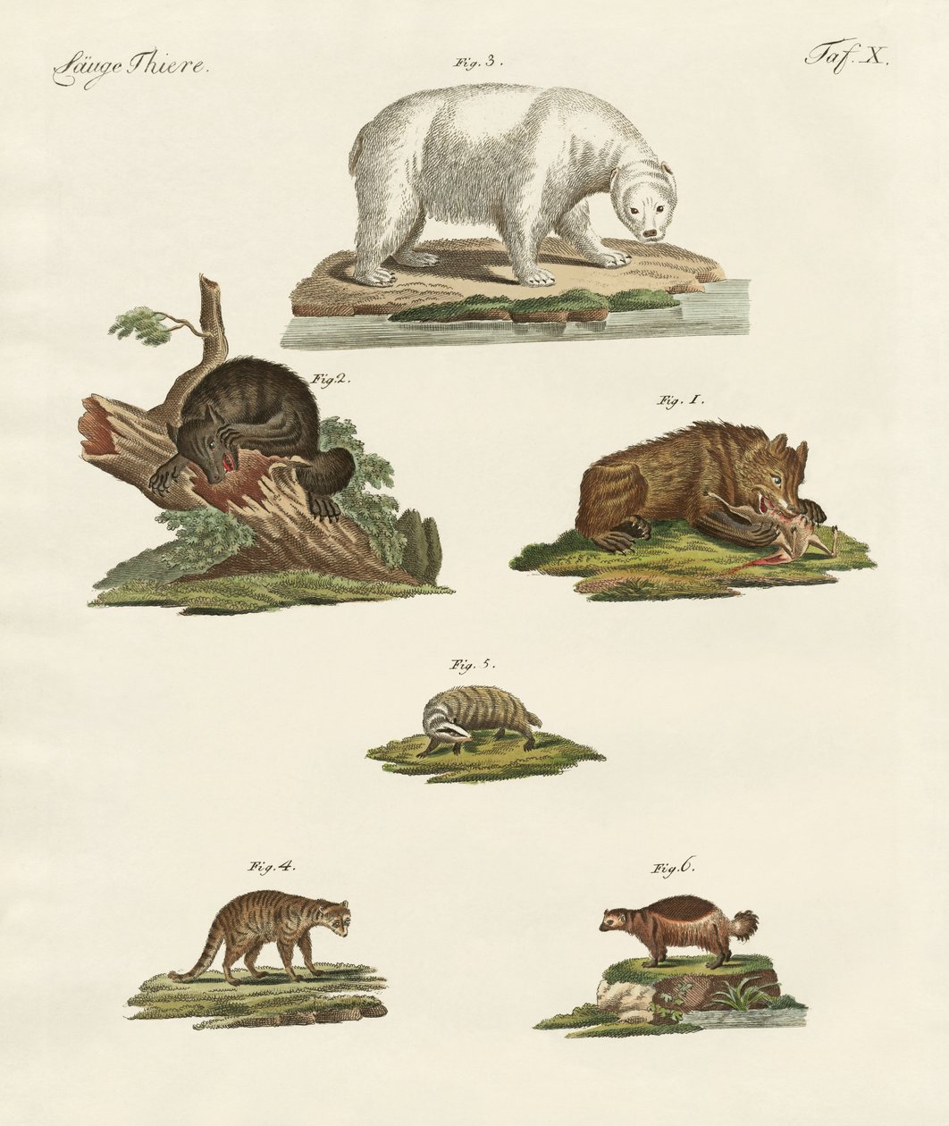 Vários tipos de ursos de German School